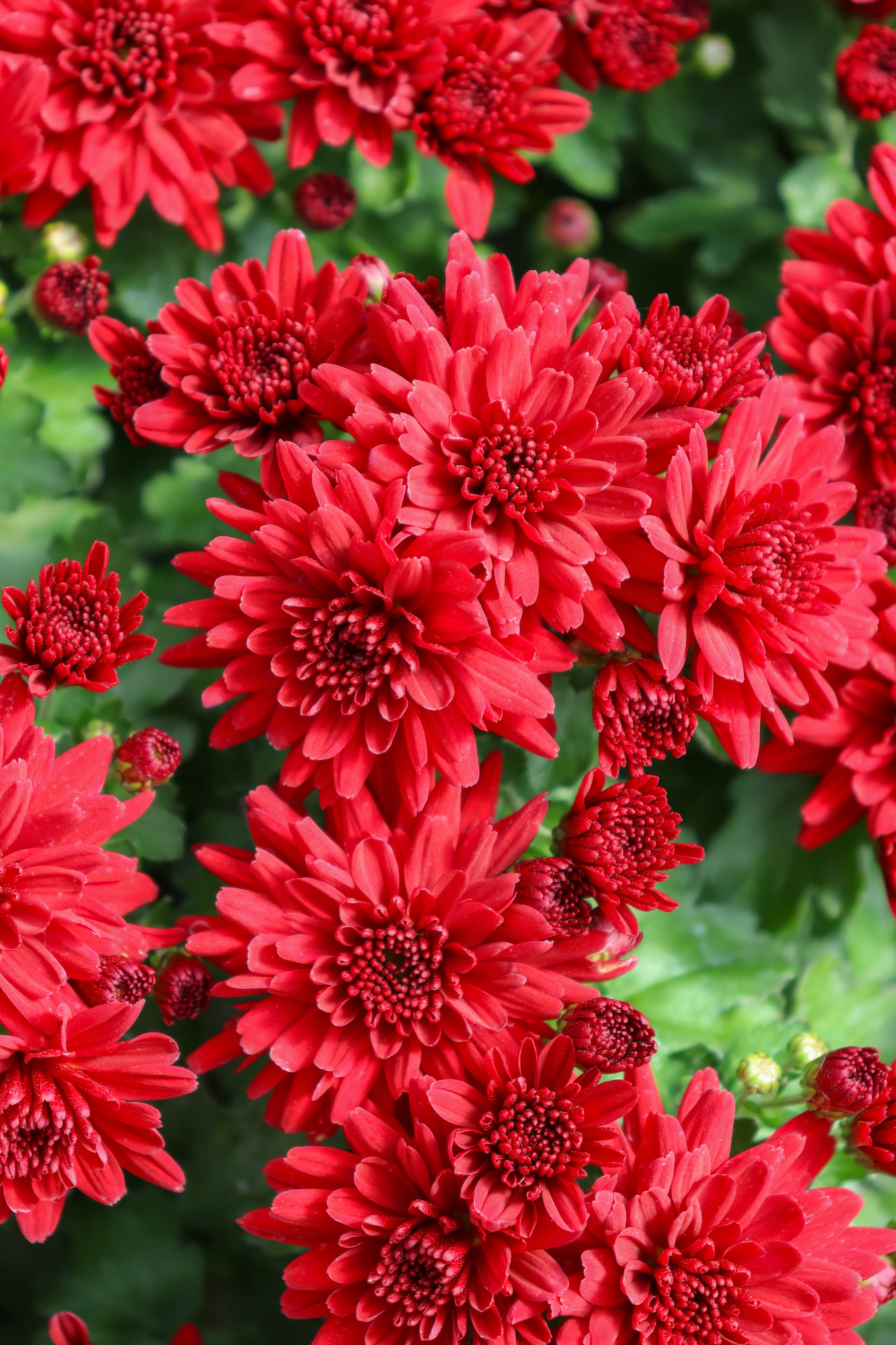Mumma Mia Red hardy mum with red blooms