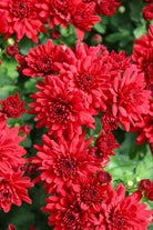 Mumma Mia Red hardy mum with red blooms