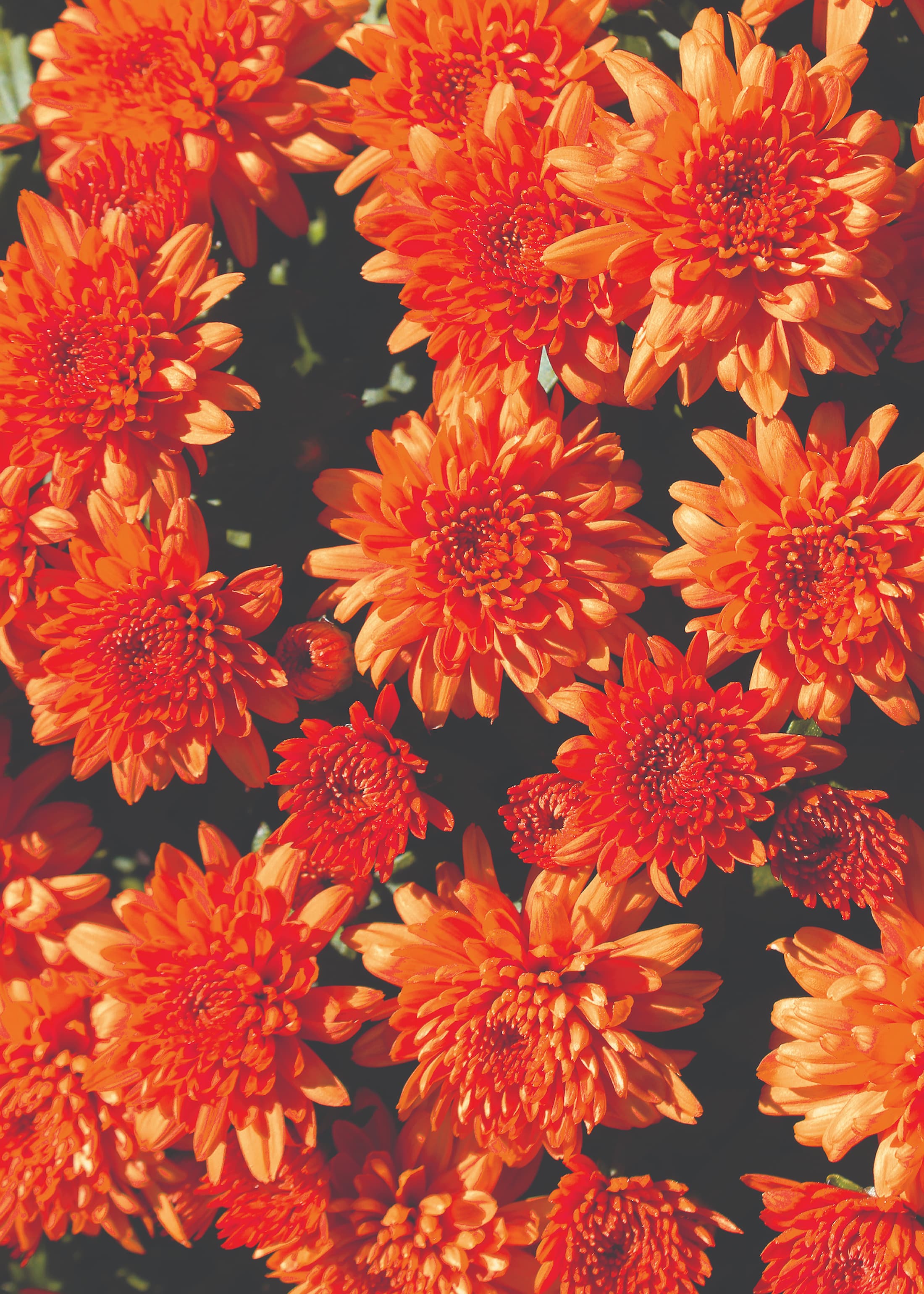 Mumosa Orange hardy mum with orange blooms