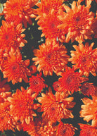 Mumosa Orange hardy mum with orange blooms