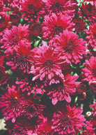 Patty Purple hardy mum with purple blooms