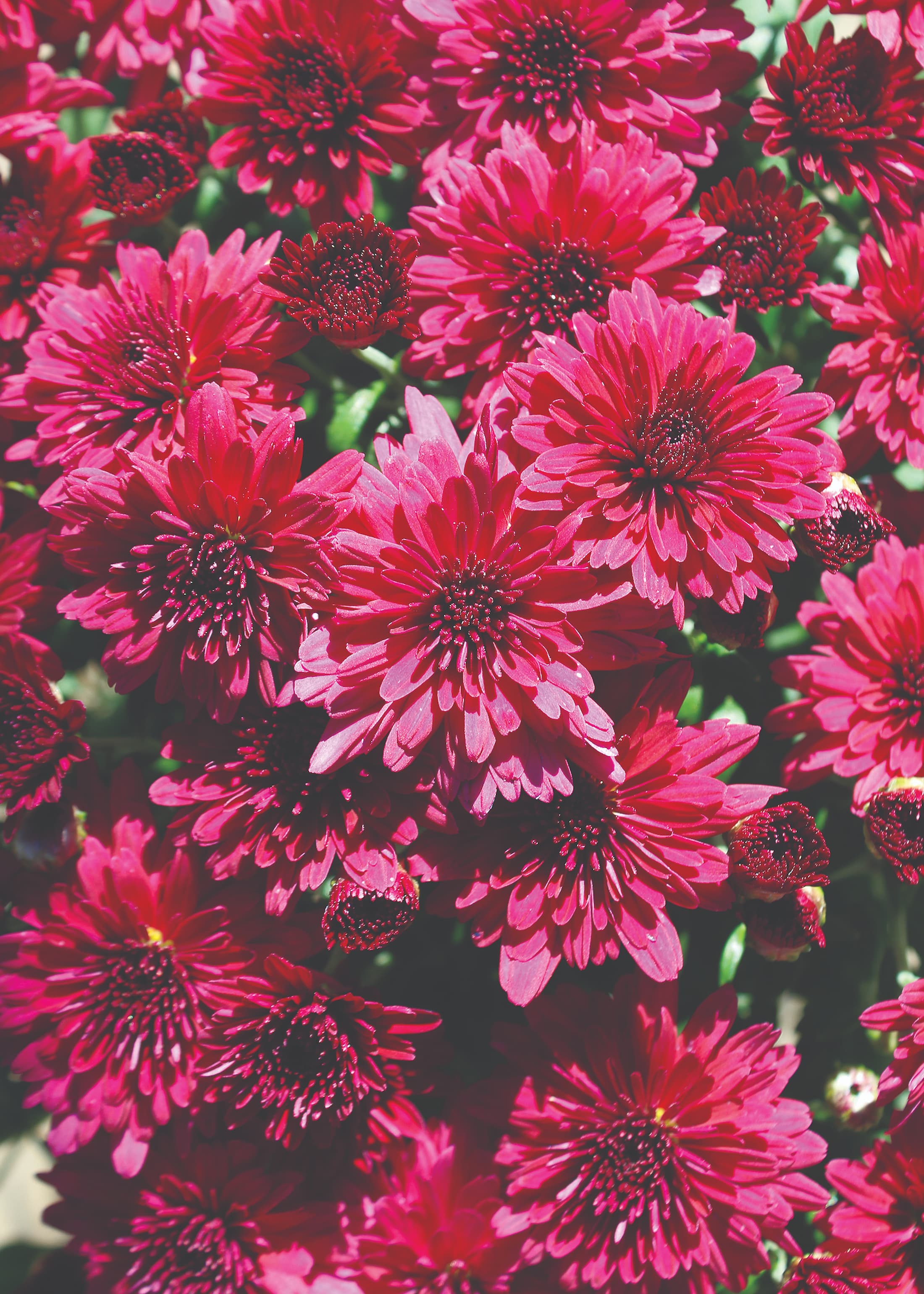 Patty Purple hardy mum with purple blooms