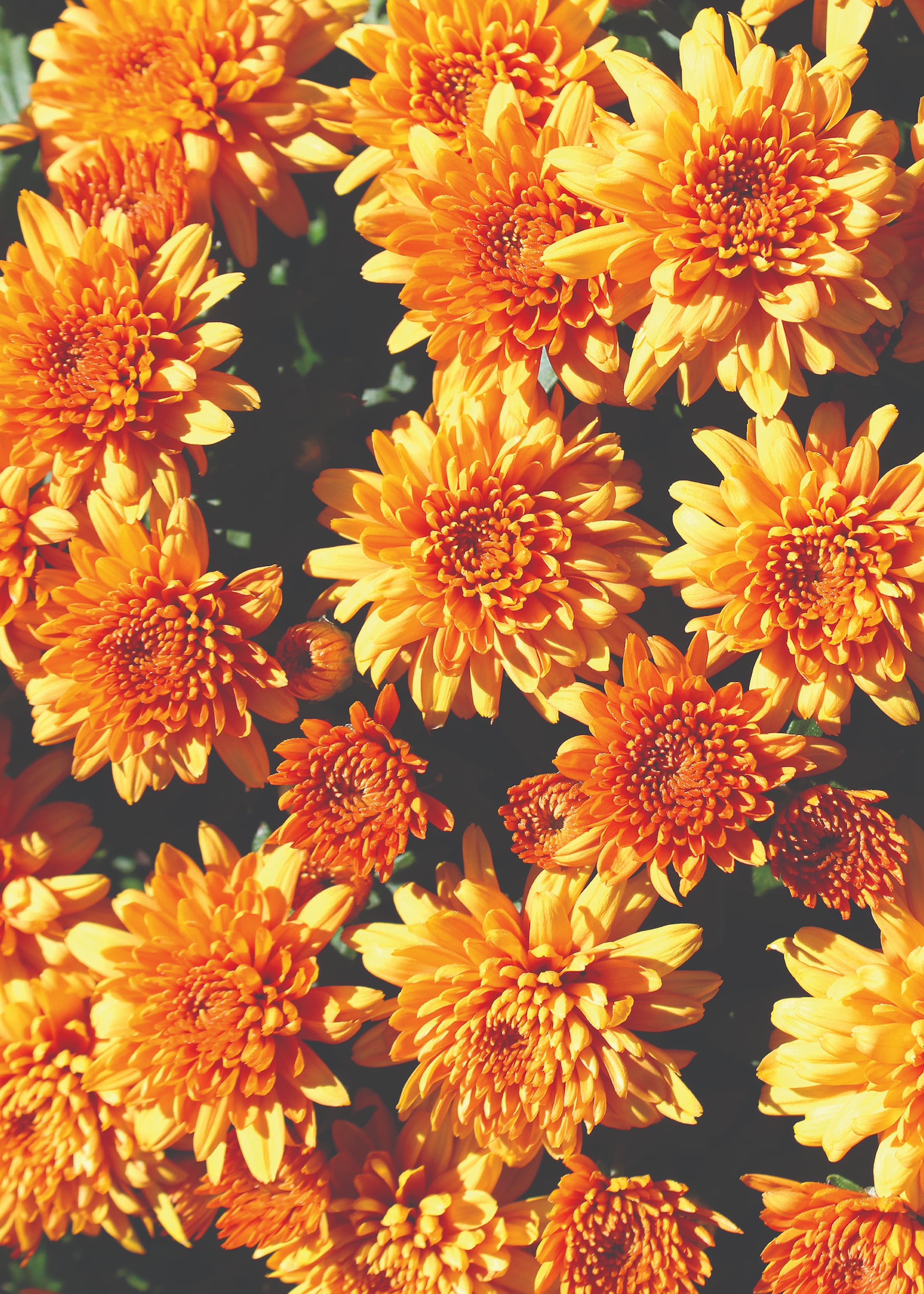 Perfectly Orange hardy mum with orange blooms