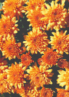Perfectly Orange hardy mum with orange blooms