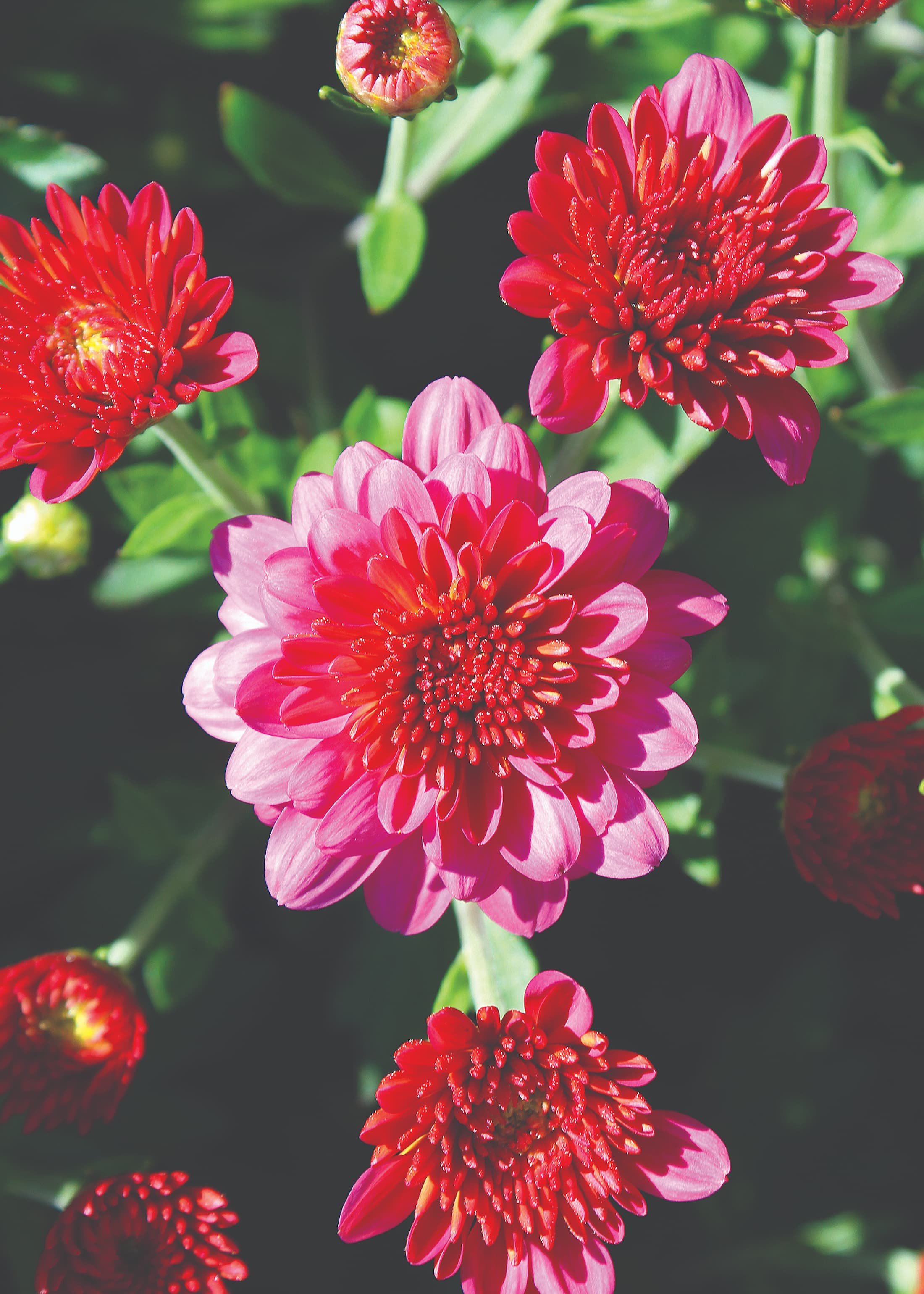 Pink Frenzy hardy mum with pink blooms