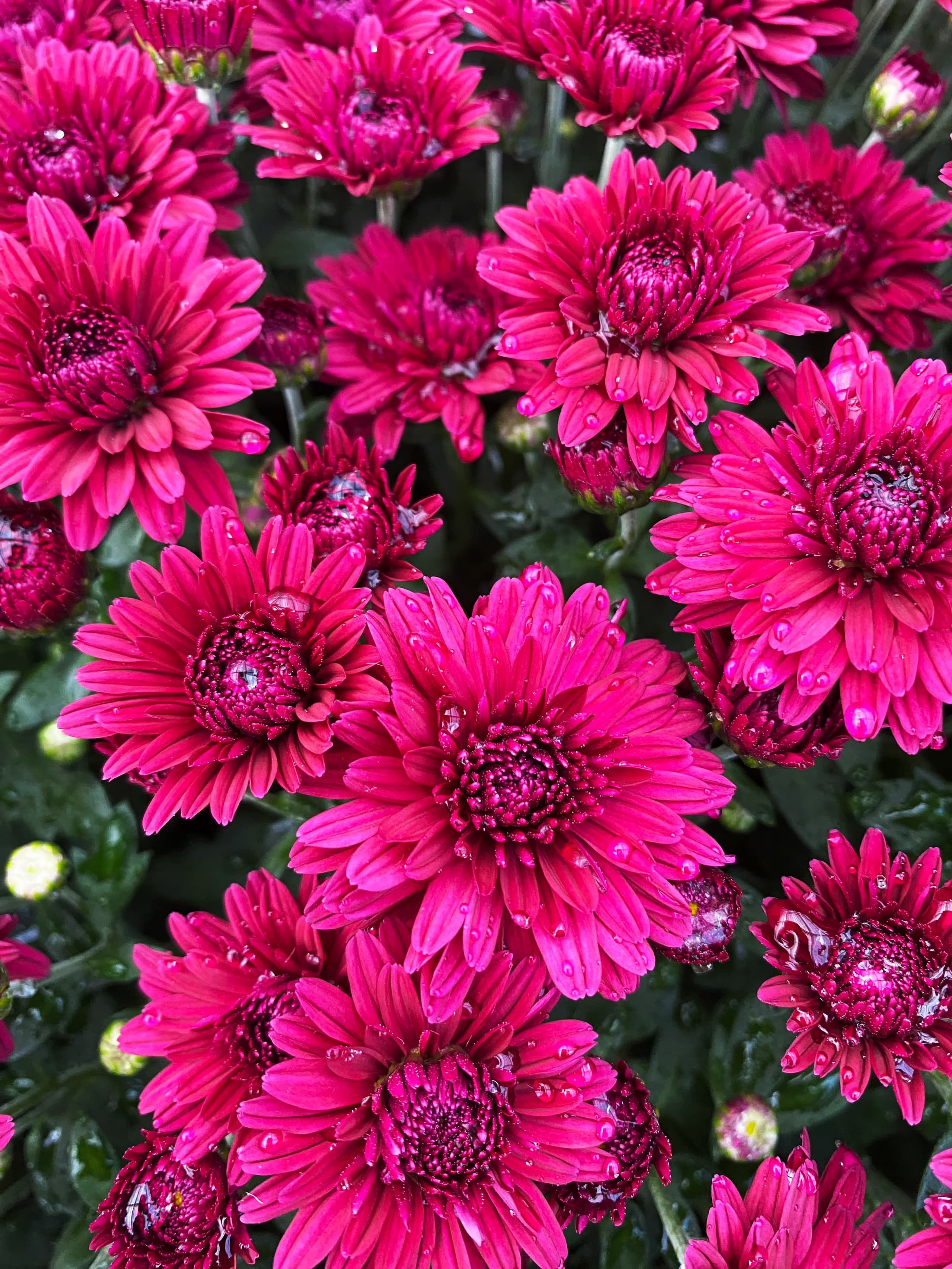 Plumberry Purple hardy mum with purple fall blooms
