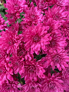 Prism Purple hardy mum with purple blooms
