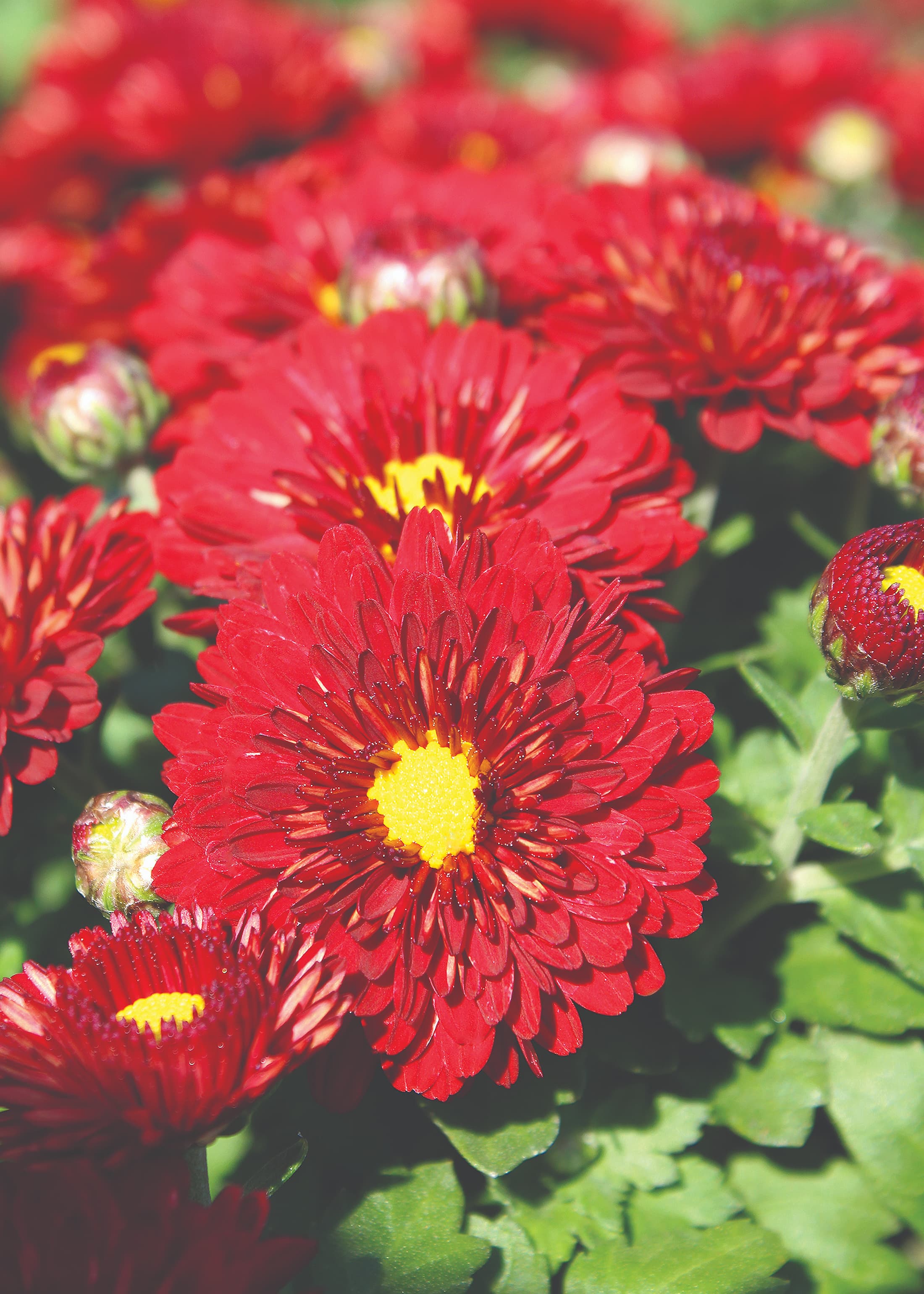 Radiant Red hardy mum with red blooms