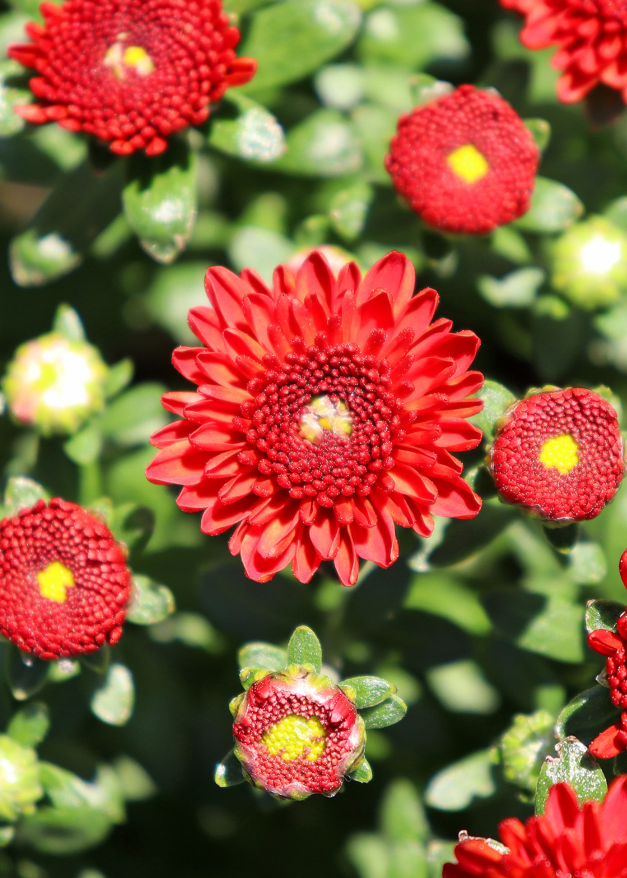 Reef Orange hardy mum with orange blooms