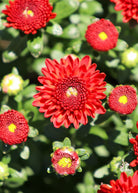 Reef Orange hardy mum with orange blooms