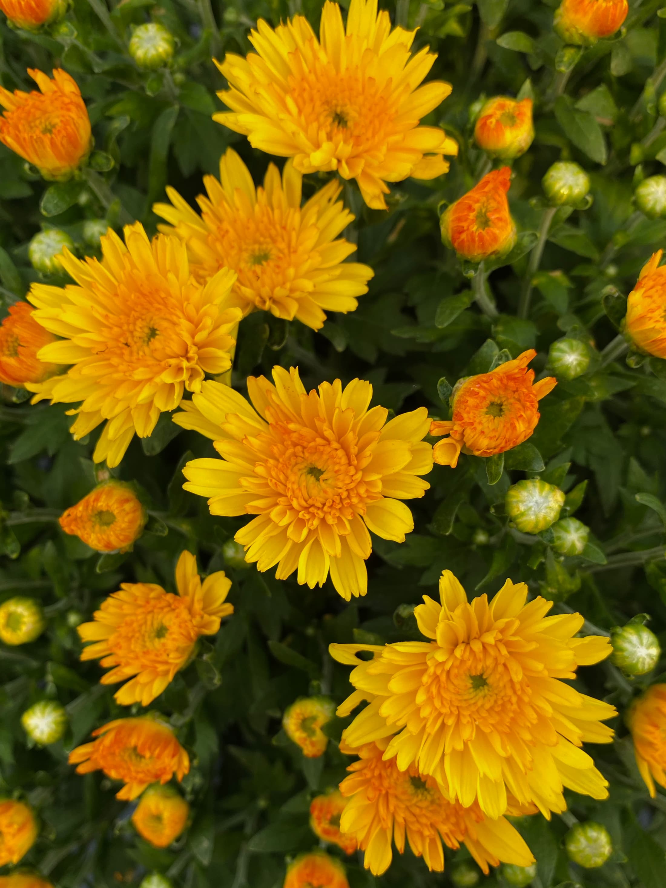 Sizzling Fire Yellow hardy mum with yellow blooms
