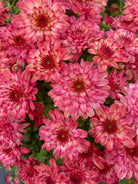 Strawberry Ice Pink hardy mum with pink blooms