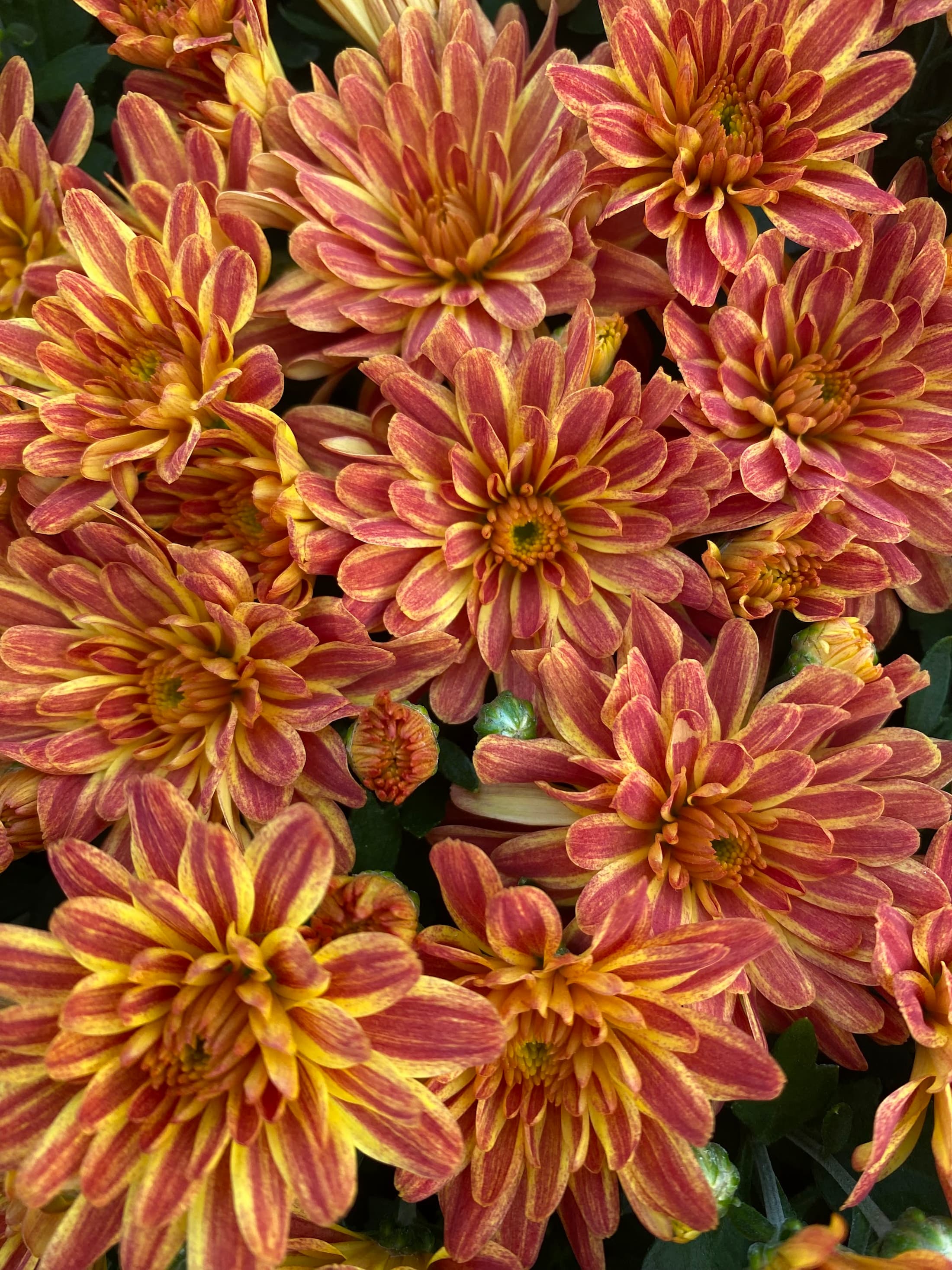 Tiger Eyes hardy mum with bronze blooms