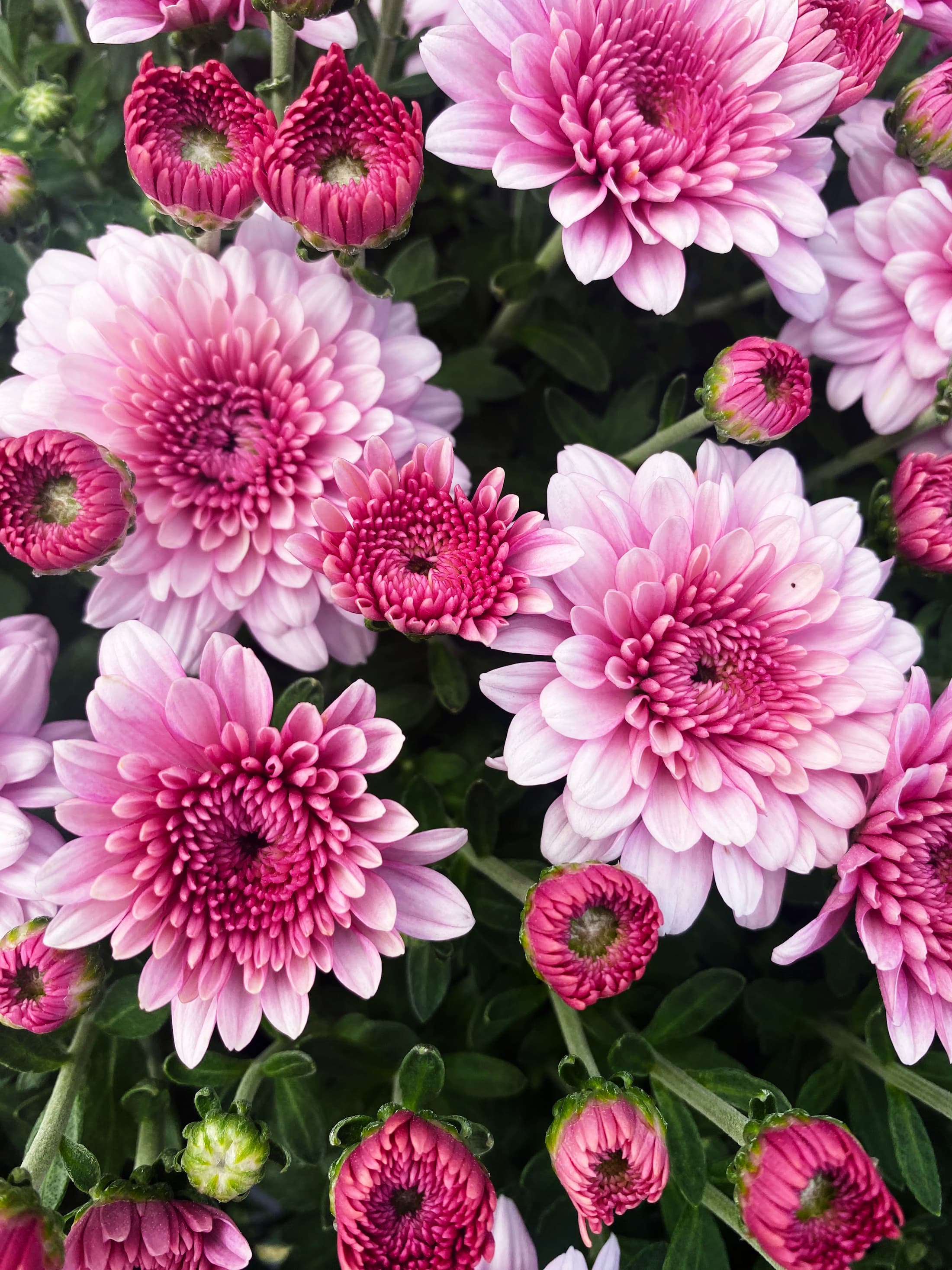 Touchdown Purple hardy mum with purple blooms