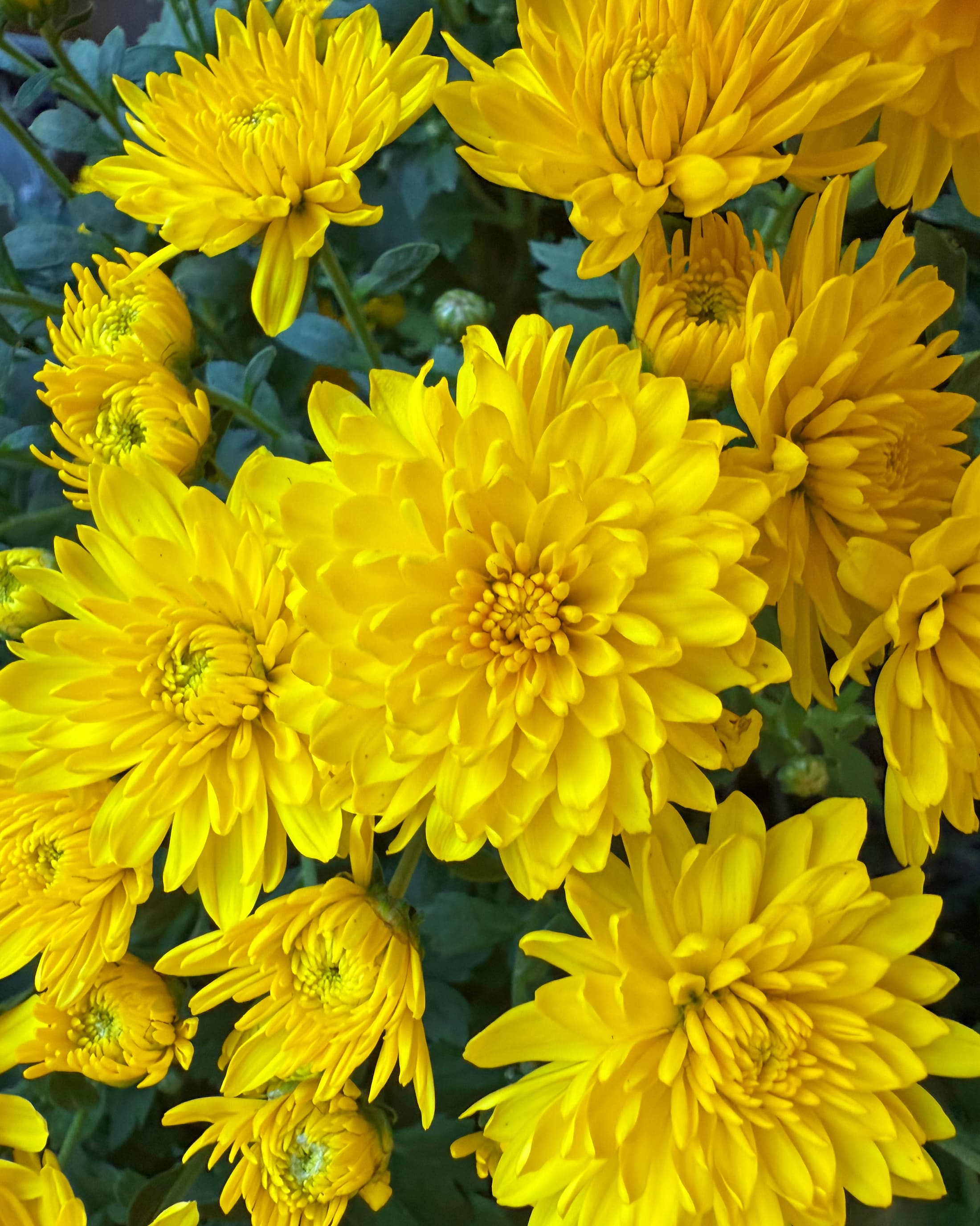 Wonder Yellow hardy mum with yellow blooms