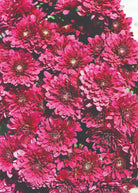 Zaza Purple hardy mum with purple blooms