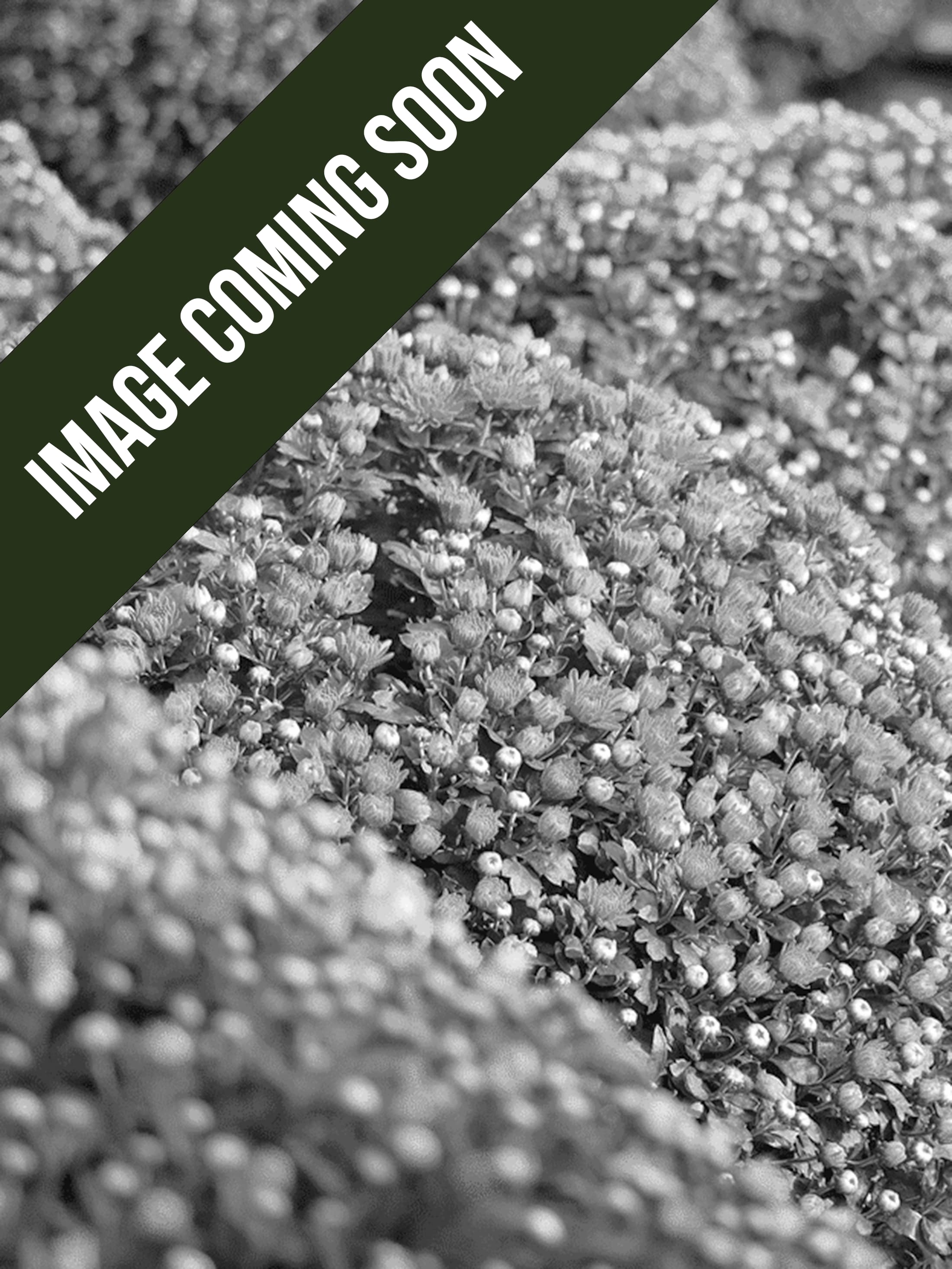 Product image coming soon. 