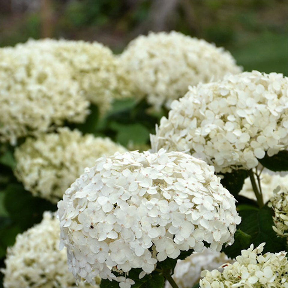Close-up of Invincibelle Wee White hydrangea flowers with a blurred green background